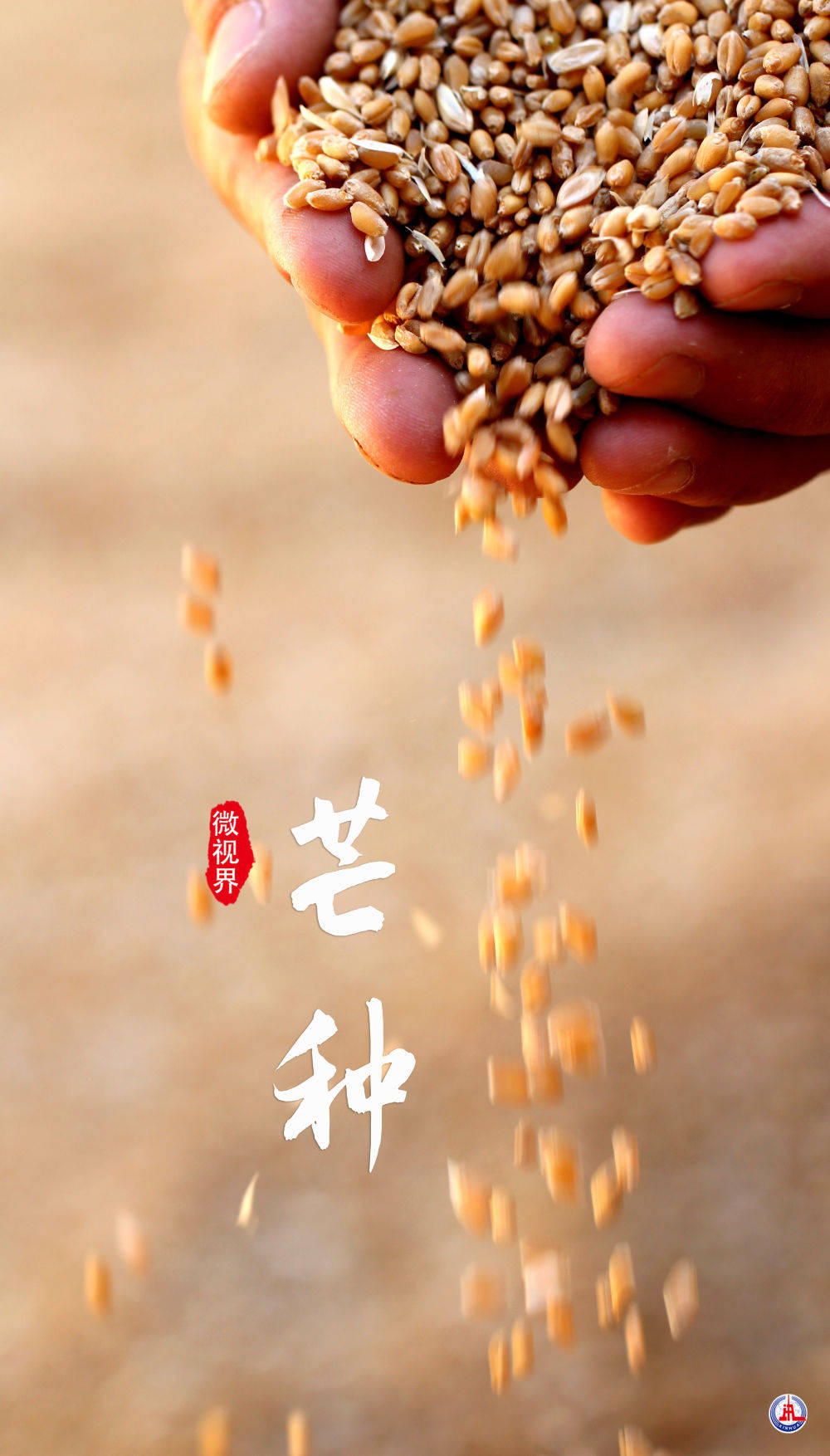 芒种万木葳蕤麦子黄二十四节气兰州诗词之旅