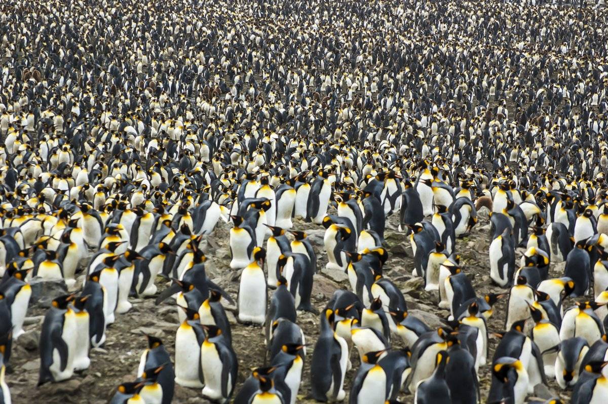 5万亿只,覆盖1‰地球,国外蝗群或是史上最大动物群落_利亚_巢穴_种群