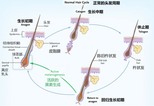 脱发难题已攻克,细胞外泌体(exosome)促进毛囊生长,解决脱发难题