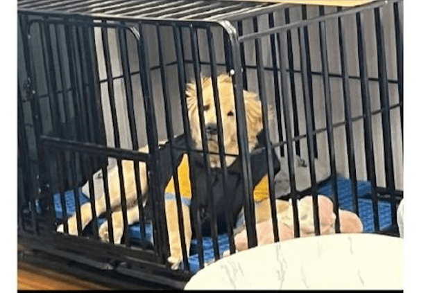 狗被关在笼子里图片