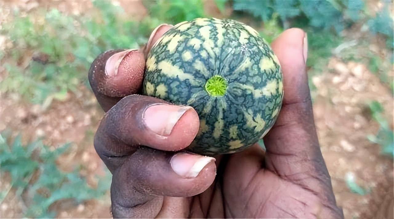 中看到西瓜不是好事,不能碰也不能摘,吃完会变植物人_水果_葫芦_有毒