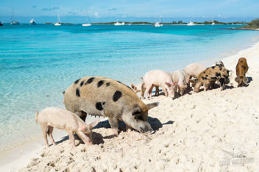 原创世界猪岛是否真的存在为什么50多头猪占领仍然无人居住的荒岛