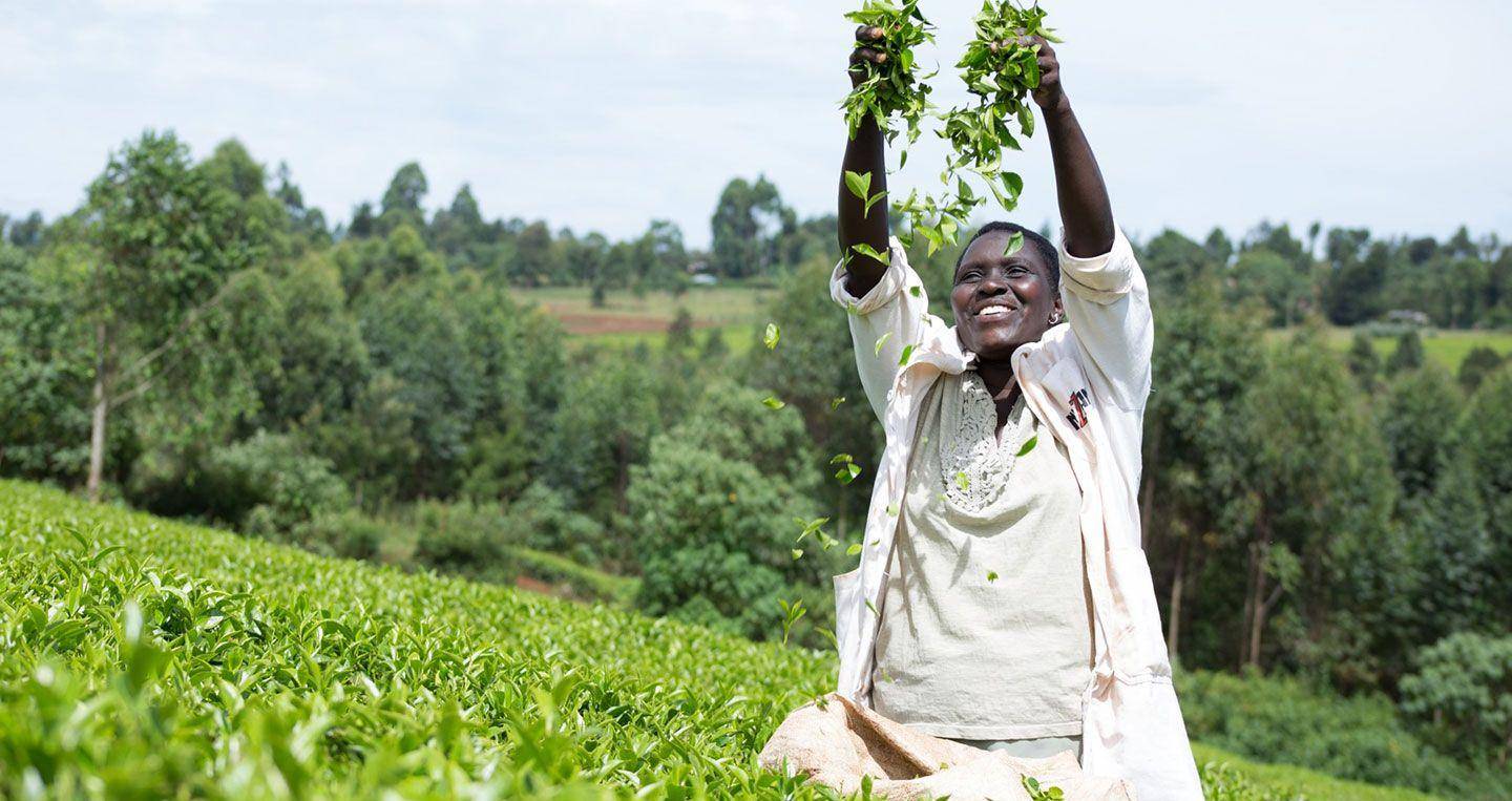 原创非洲到底为什么穷让种茶大国肯尼亚告诉你什么叫恶性循环