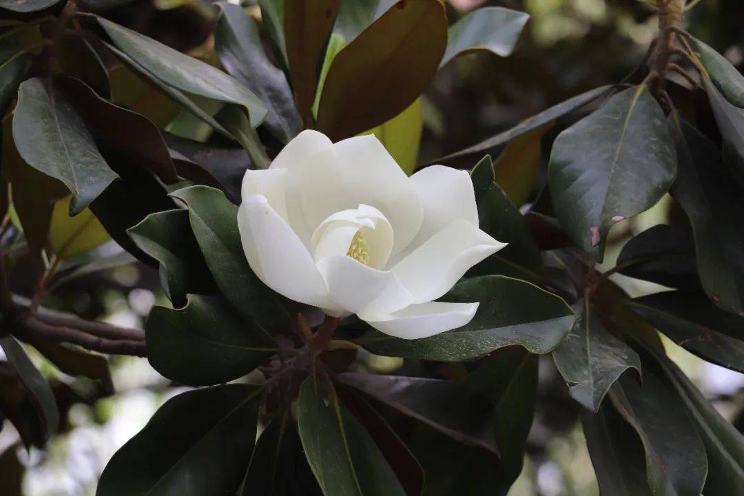 河南旅游：绿博花讯｜涨见识啦！“荷花”长在树上，瞧瞧