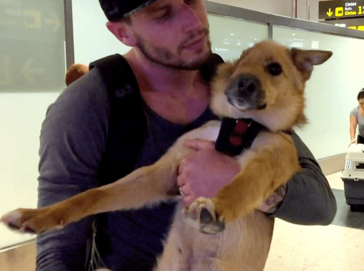 从狗狗的半张脸,看人心的善与恶_sky_救助_亲身经历