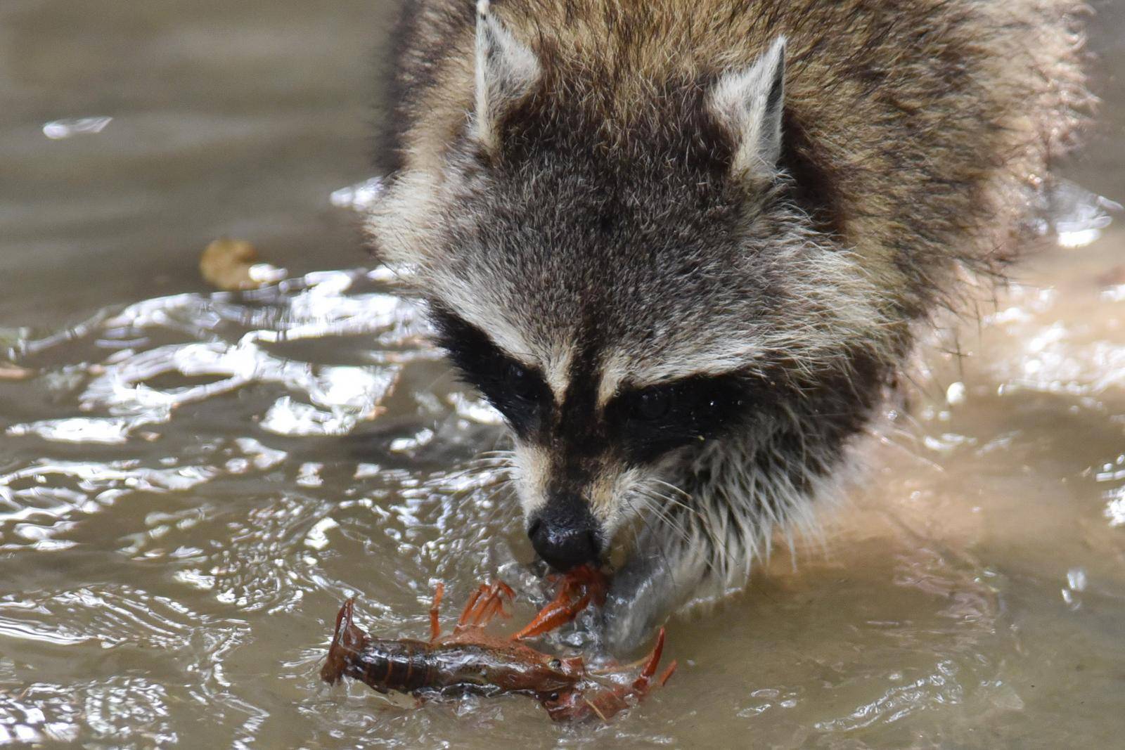 立夏换口粮啦深圳野生动物园呆萌浣熊尝鲜小龙虾