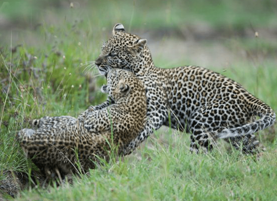 杭州转塘67疑67现身一只豹子,人遇到咋办?_生物_科莫多_情况