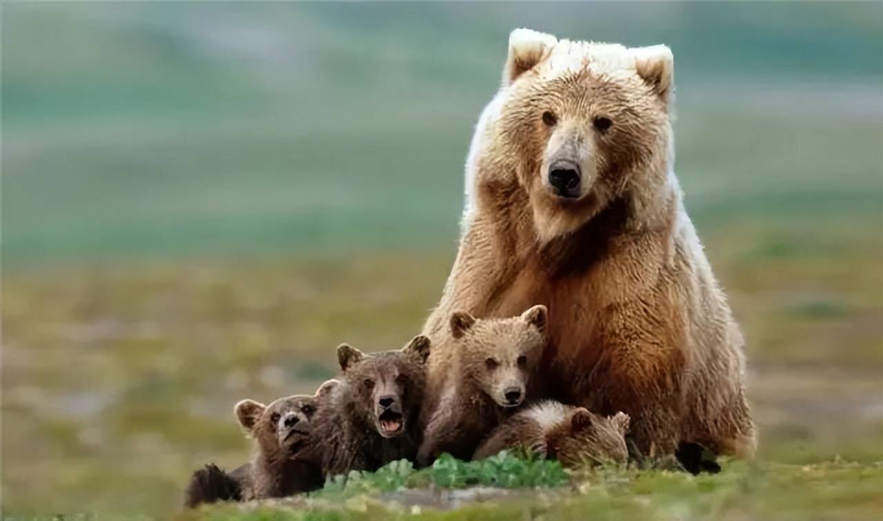 原创活活被石头砸死喜马拉雅棕熊奋力想攀上岩壁村民向它掷石头熊最后