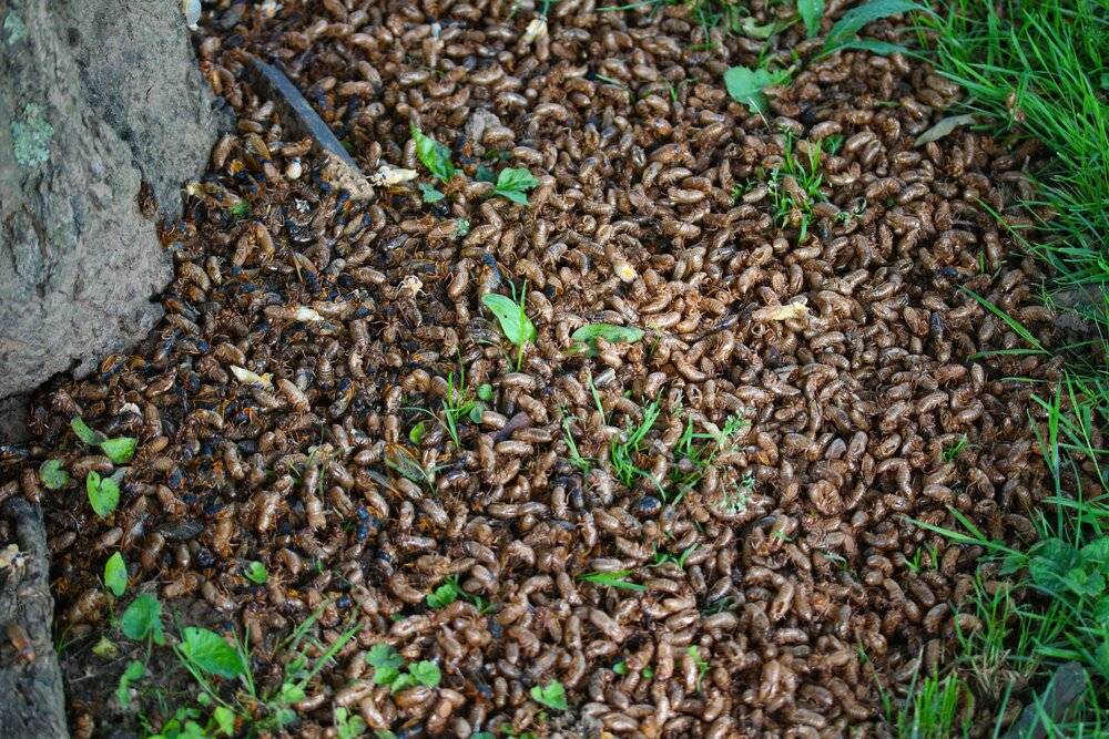 当时美国费城的牧师日记中记载了大量红眼蝉出现的事件