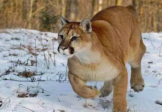 如何区分美洲狮和狮子这两种不同的猫科动物?_区别_种群_体型
