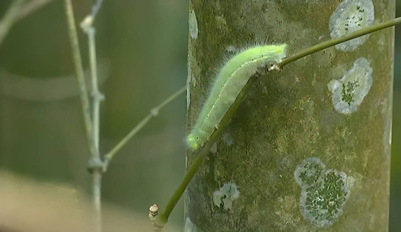 据观察,箭环蝶幼虫多毛,可能被一些鸟类捕食者拒食,因而箭环蝶在当地