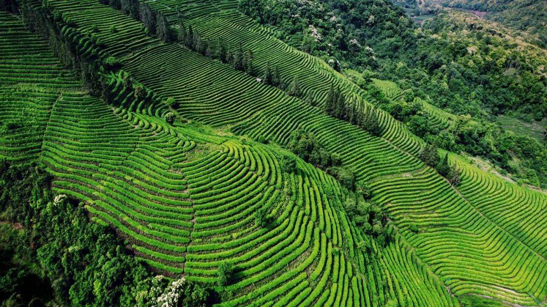 跟随理想华莱的镜头,欣赏思茅35万亩茶园美景_茶山_普洱茶_云南