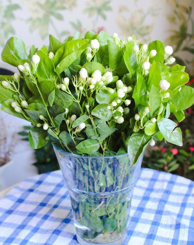 原创又到了吃花的季节茉莉花这样做一口鸡蛋满口花香特适合夏天