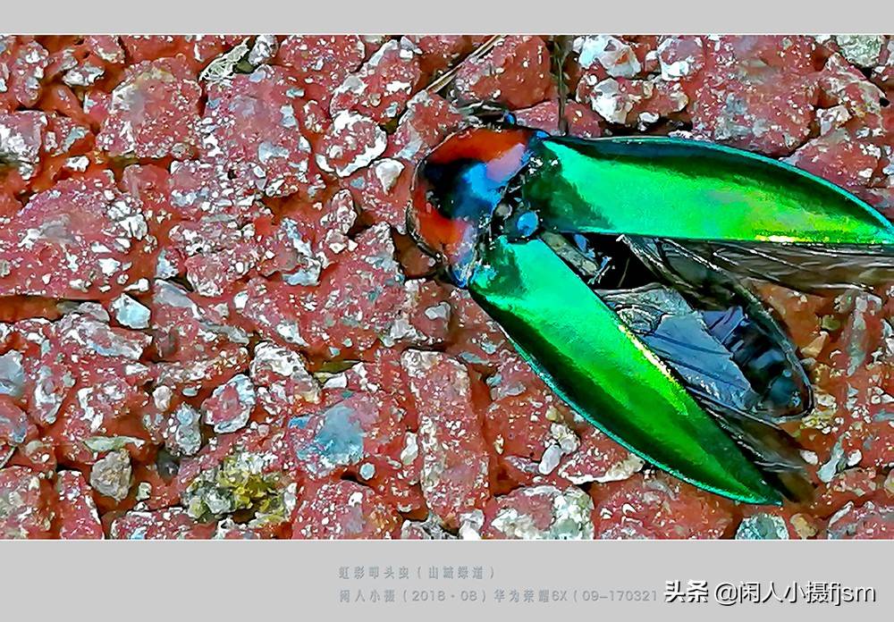 虹彩叩头虫叩头虫,属鞘翅目/叩甲科国内有记述的有790余种分布广泛