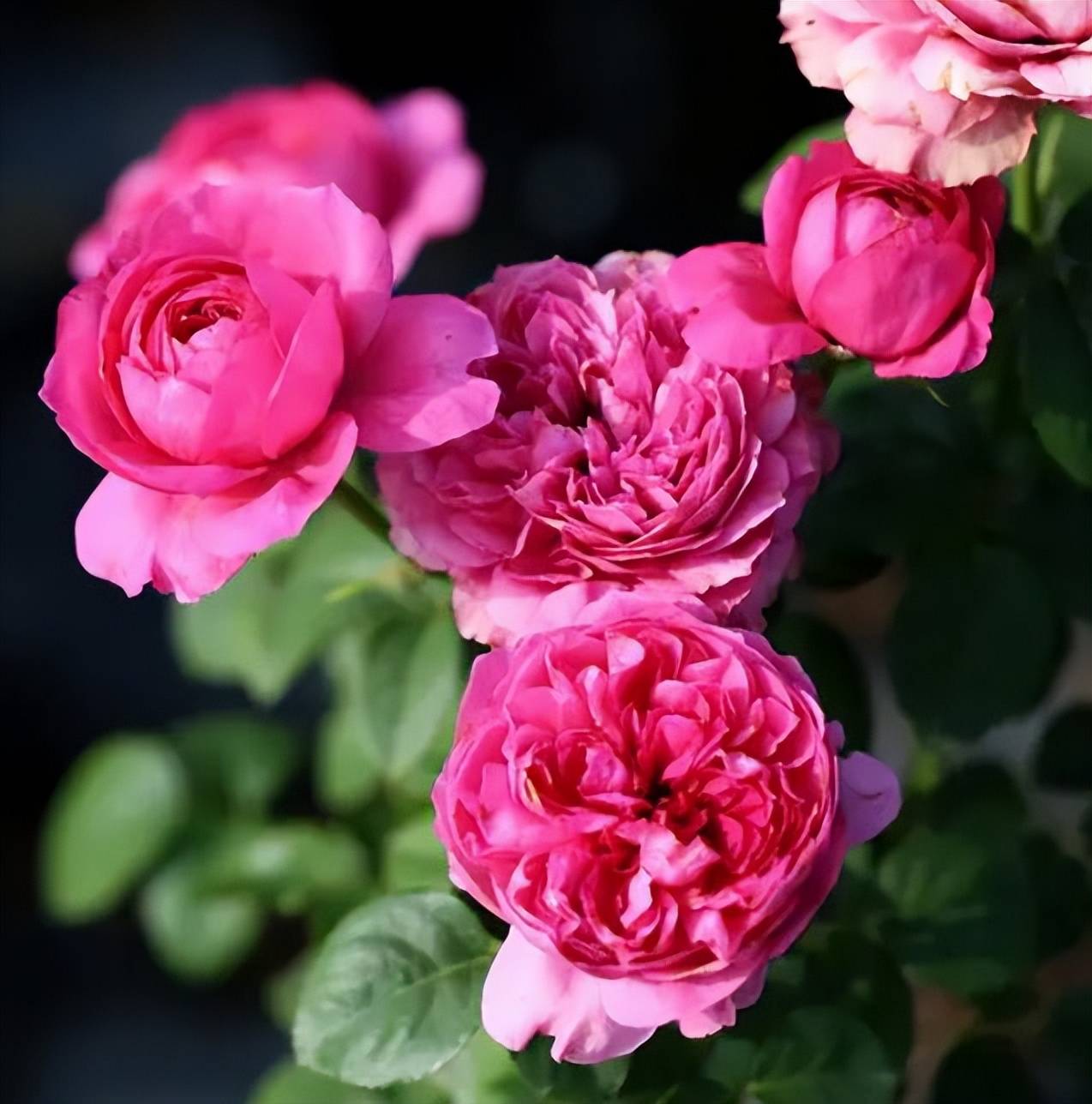 此款包子状月季花花色娇艳美丽颜值不输牡丹适合新手