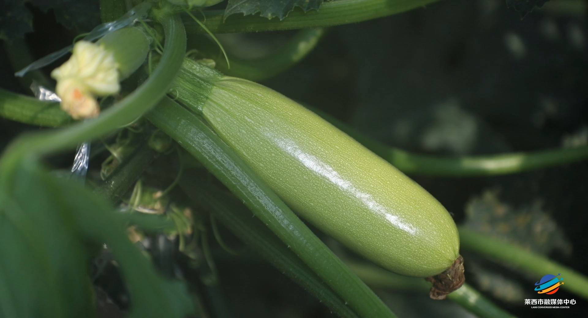 小茭瓜孕育大财富拓宽群众致富路