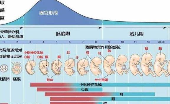 怀孕早期最难熬?