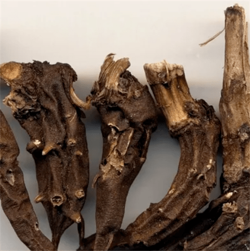 回顾 药店晾晒的中药被偷,偷药贼泡酒喝下后身亡,厦门法院判了_草乌