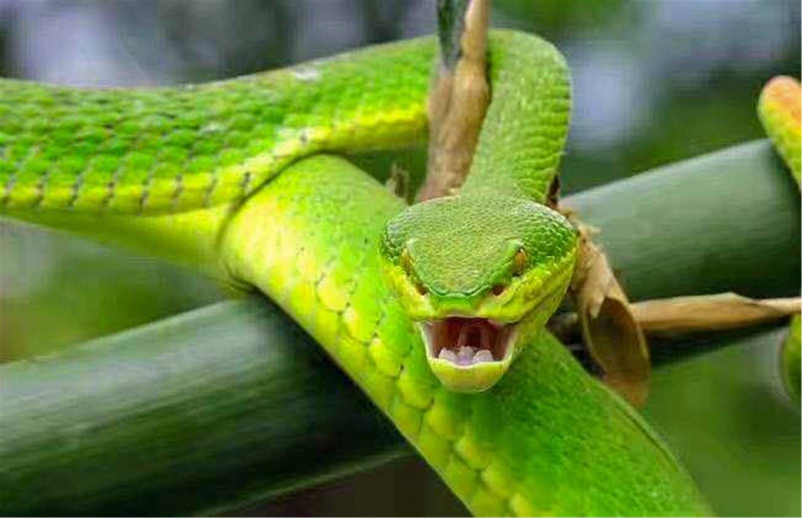 好多蛇!长沙街头惊现的"蛇出没",暗示了什么?市民需更加注意_湖南_蛇