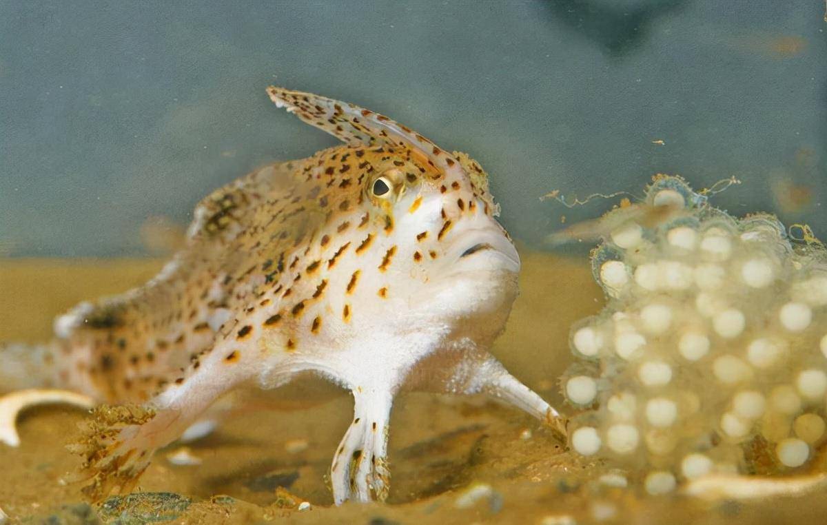 原创时隔20年长着双手的鱼在120米深水再次被发现现实版美人鱼