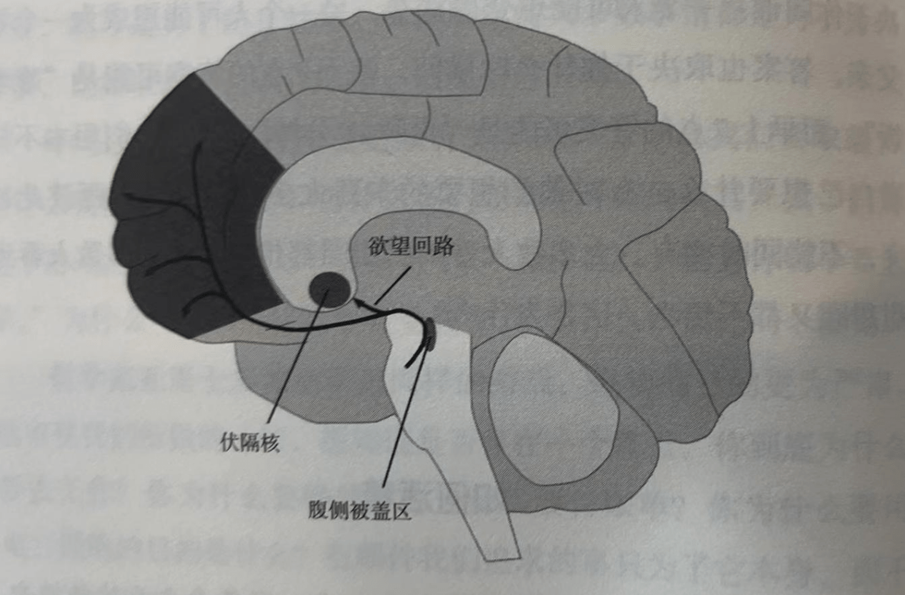 这些细胞被激活时,就会将多巴胺释放到伏隔核中,让我们产生做某事的