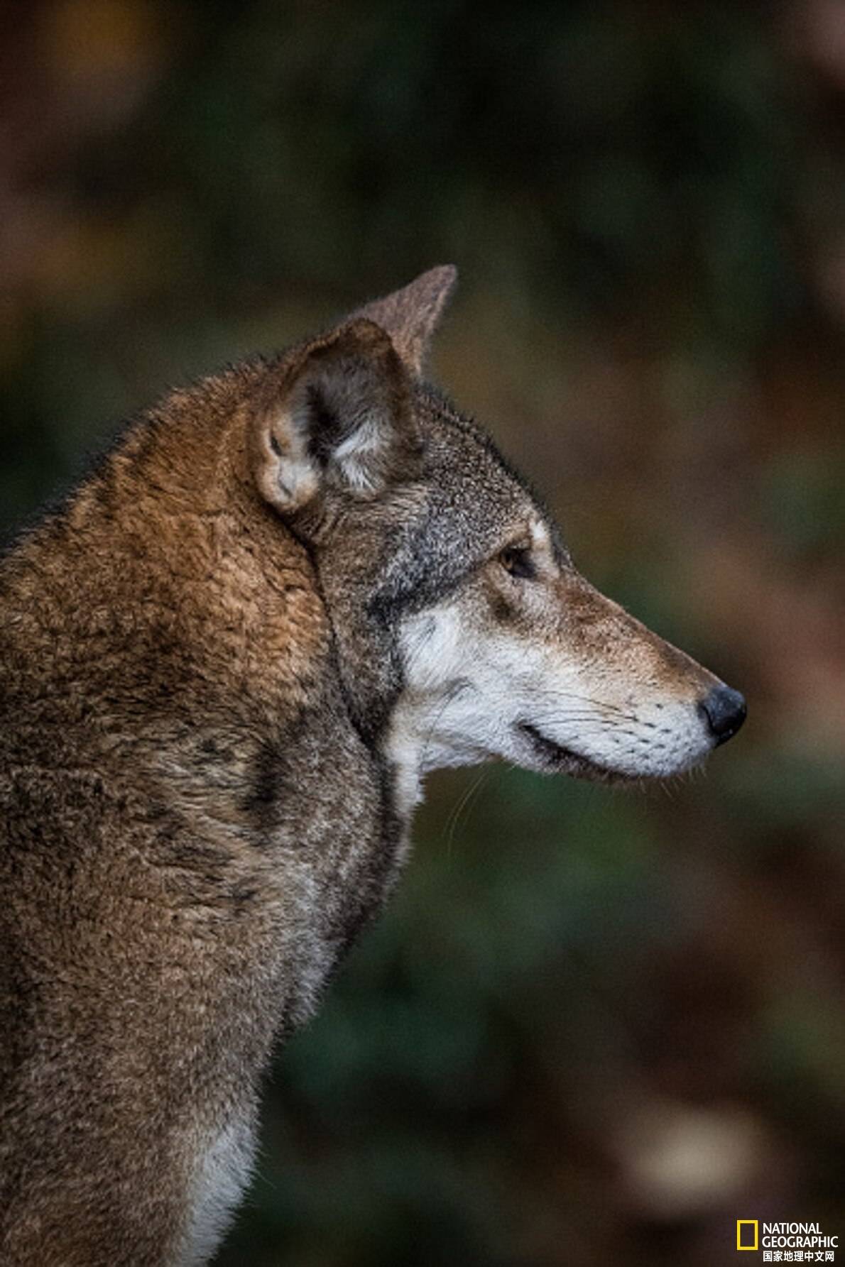 鱼类和野生动物管理局北卡罗来纳州红狼项目主任joe madison报告称,幼