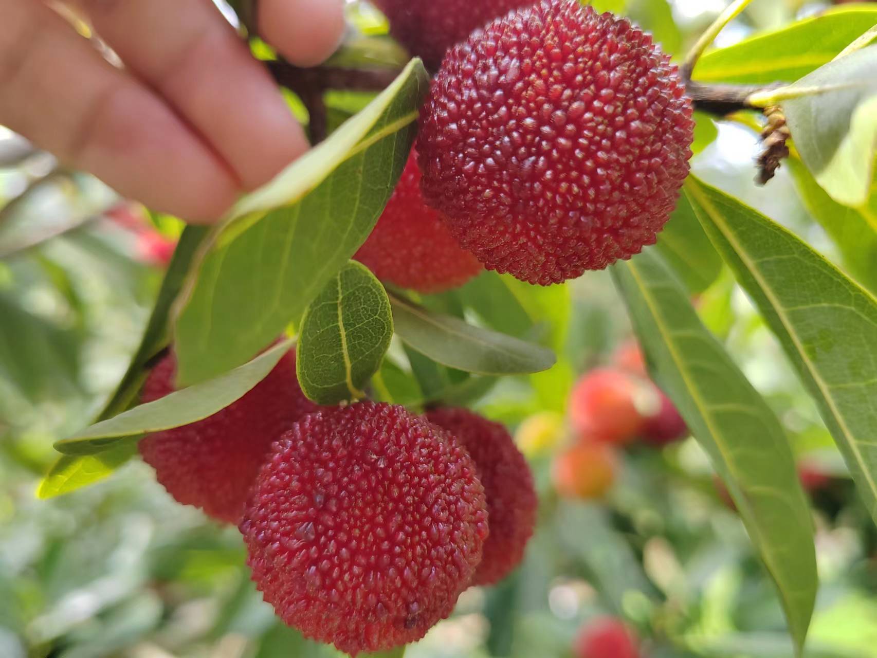 阿栗杨梅久负盛名,同时拥有荸荠杨梅,冬魁杨梅,野生杨梅,科技杨梅等多