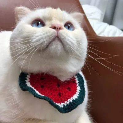 小猫微信头像小猫咪带帽子是不是更萌了