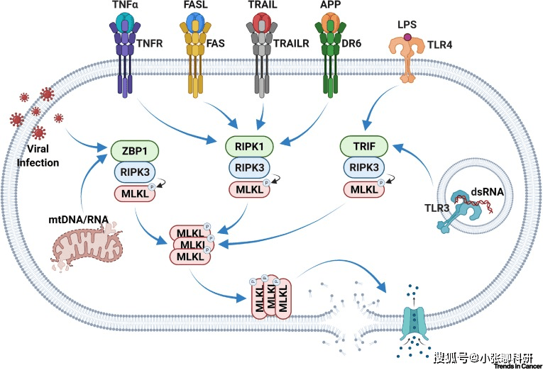 研究坏死性凋亡机制这篇顶刊应有尽有不容错过