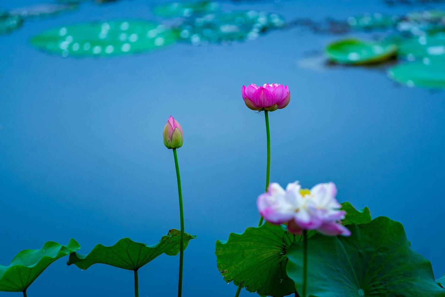 莲花江南是苏州夏季摇曳着的绝代风华这是关于莲的盛宴