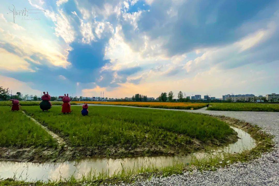 杭州城北有片占地65亩的精致花海，环境优越游客稀少，你心动吗