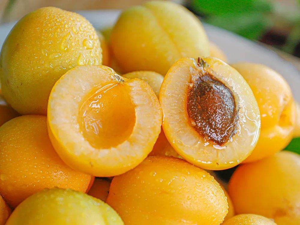 辰颐物语一年只卖15天的珍珠油杏