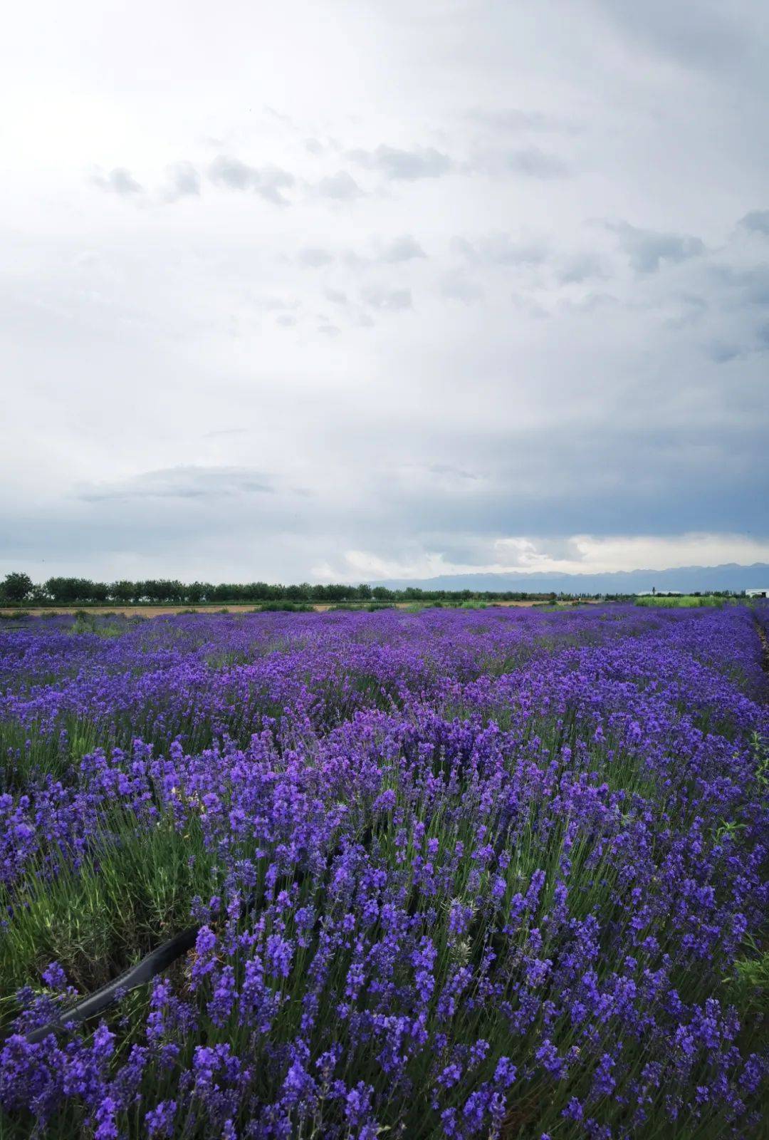 6月的伊犁河谷薰衣草的花開了