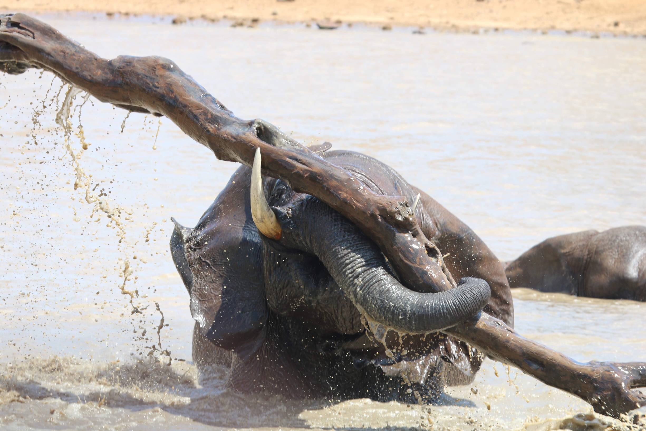 大象鼻子上有40000块肌肉,难怪能用鼻子打开水龙头_鼻腔_会用_人类
