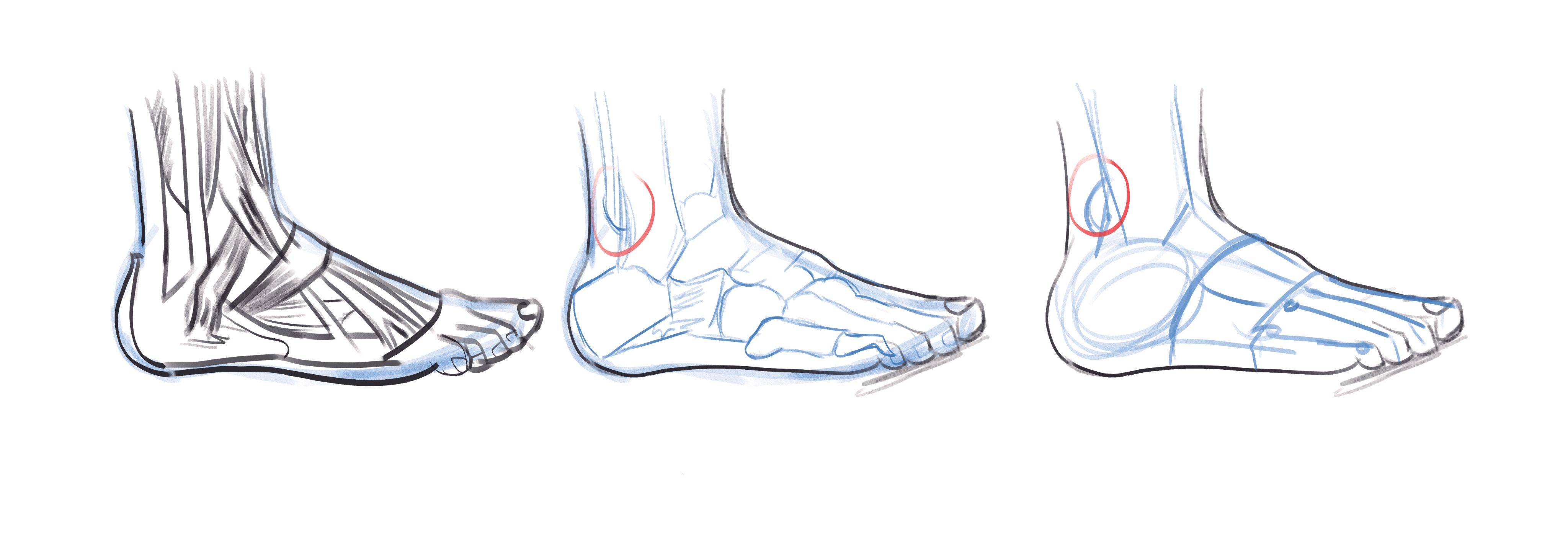 如何正确的画脚部 教你画好人物脚部的方法 绘画 灵猫 足部