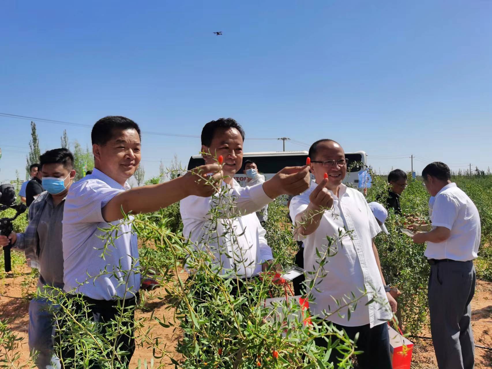 第五届枸杞产业博览会枸杞鲜果采摘直销节盛大开幕_中宁县_宁夏_建设