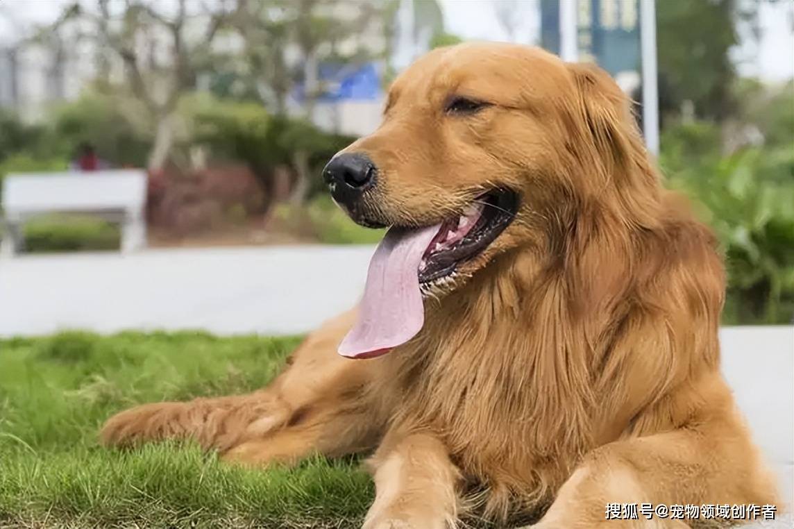 美系金毛英系金毛有什么不同谁更好养