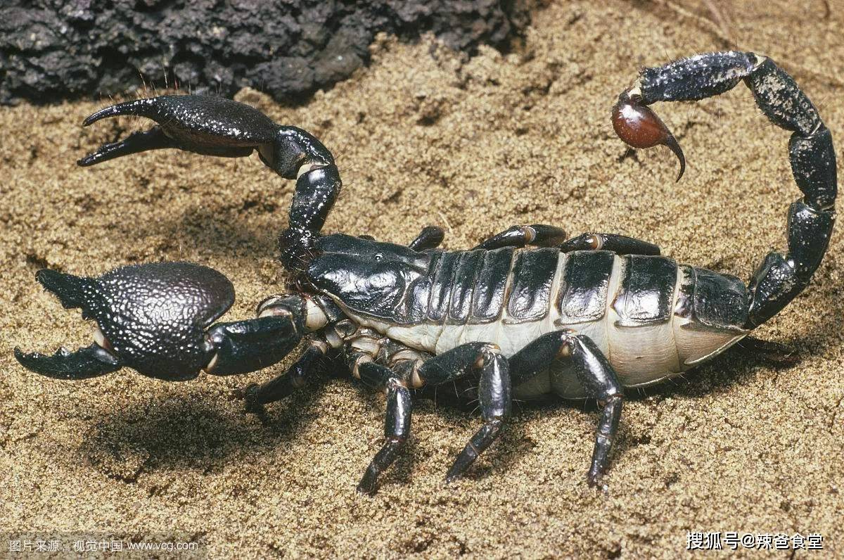 品种很多,中国有记录的有东亚钳蝎,条斑钳蝎,海南双针蝎,大理石纹狼蝎
