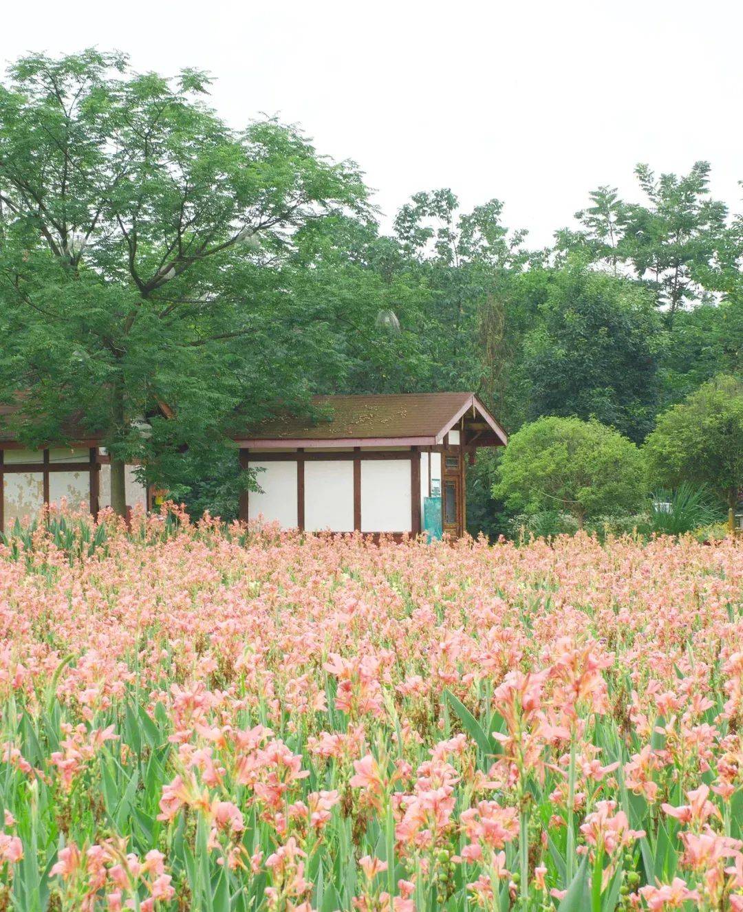 門票:無導航位置:成都市-郫都區-三道堰青槓樹景區乘車路線:地鐵6號線