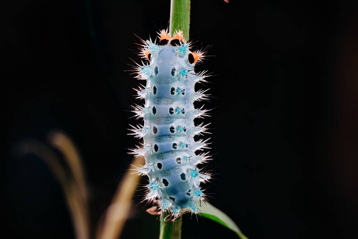 英国研究发现 最致命的毛毛虫可能是治疗疾病的良药 毒液 毒素 安德鲁 沃克