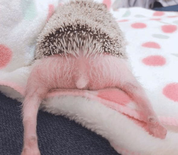 原创小刺猬的出浴照露肚子伸腿姿势豪放主人也不知道害羞