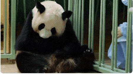 原创旅法大熊猫欢欢生双胞胎外国动物园为何抢着天价租国宝
