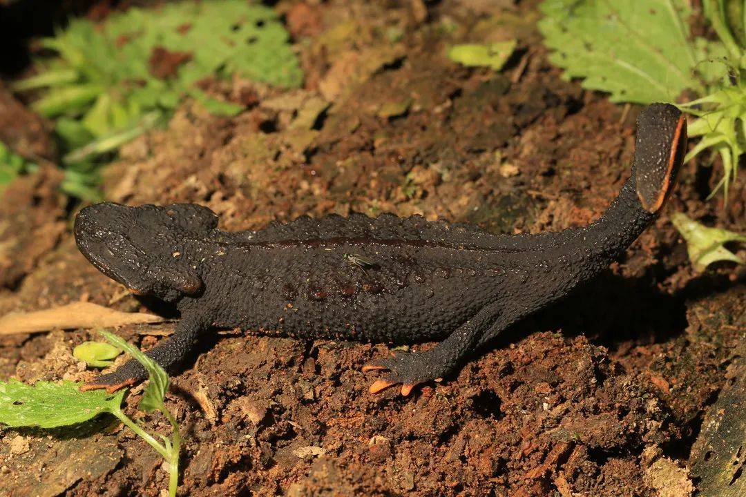 想尝一尝千与千寻中的烤蝾螈当心牢底坐穿
