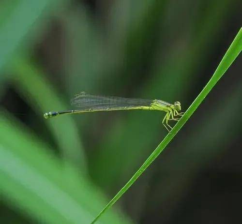 中國常見動植物(動物篇五)_幼蟲_害蟲_蝨子