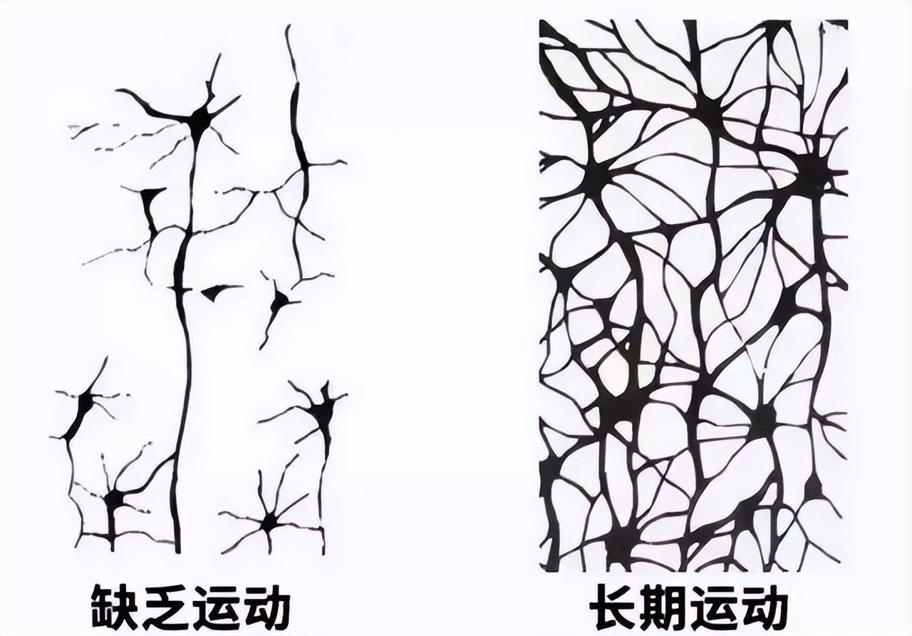 长期运动的孩子和不运动的孩子大脑会发生惊人变化