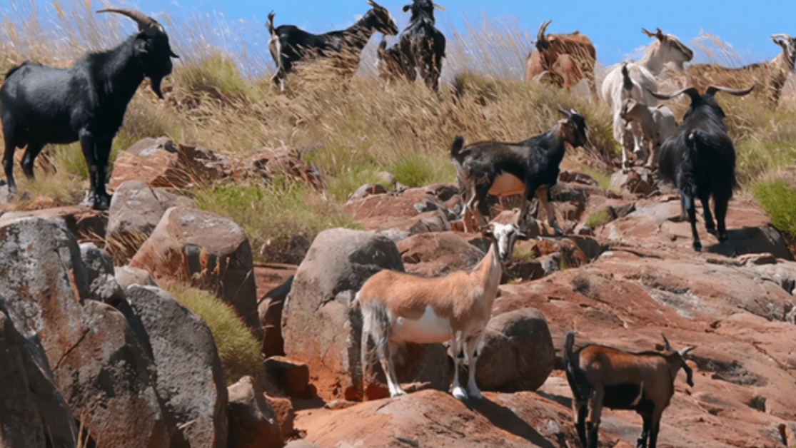 澳大利亚山羊泛滥,在我国却不够吃?_物种_兔子_繁殖