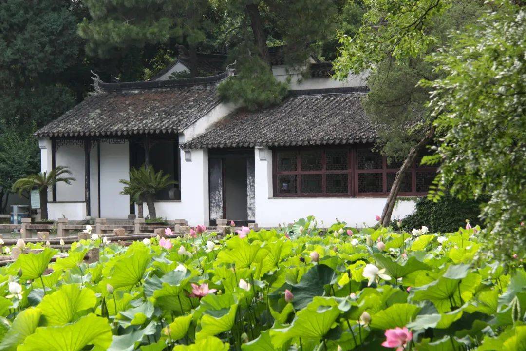 这个夏天,苏州园林"荷"您有约!_荷花_荷叶_莲叶
