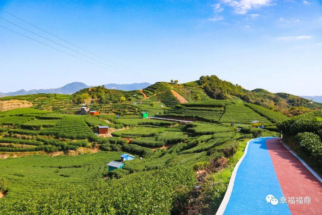 全产业链发力,福鼎白茶香飘更远!_茶园_茶叶_发展