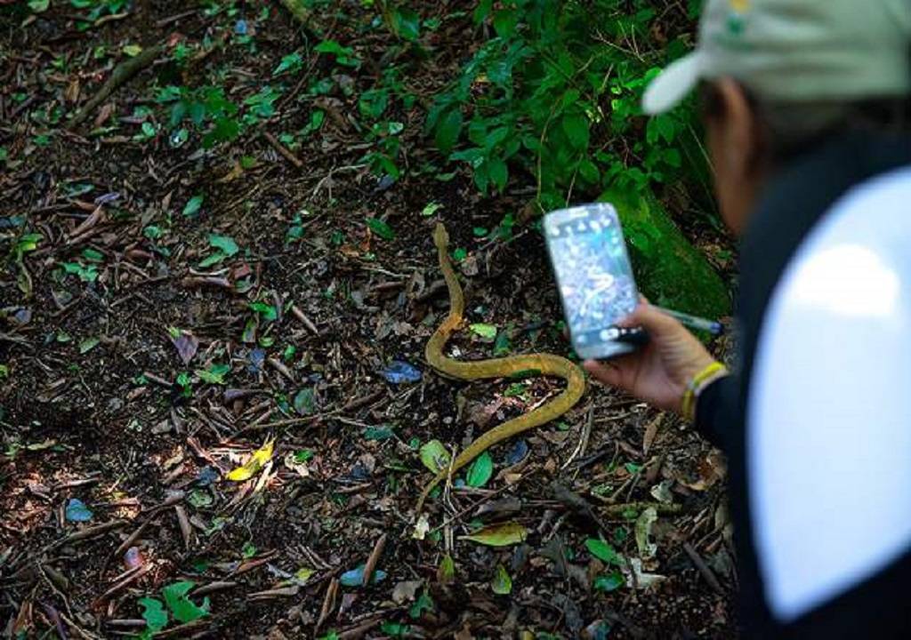 原创堪称人类禁地巴西蛇岛每平米1条蛇岛上毒蛇比陆地近亲毒5倍