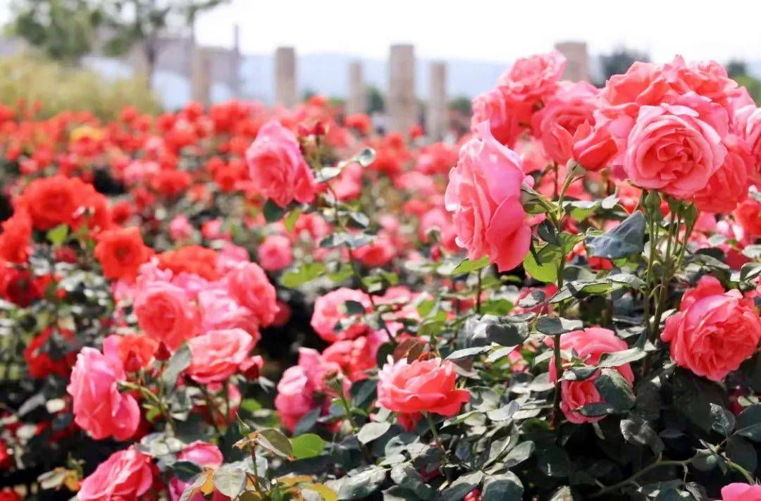 煙臺這片月季花海開啟爆花模式霸屏朋友圈